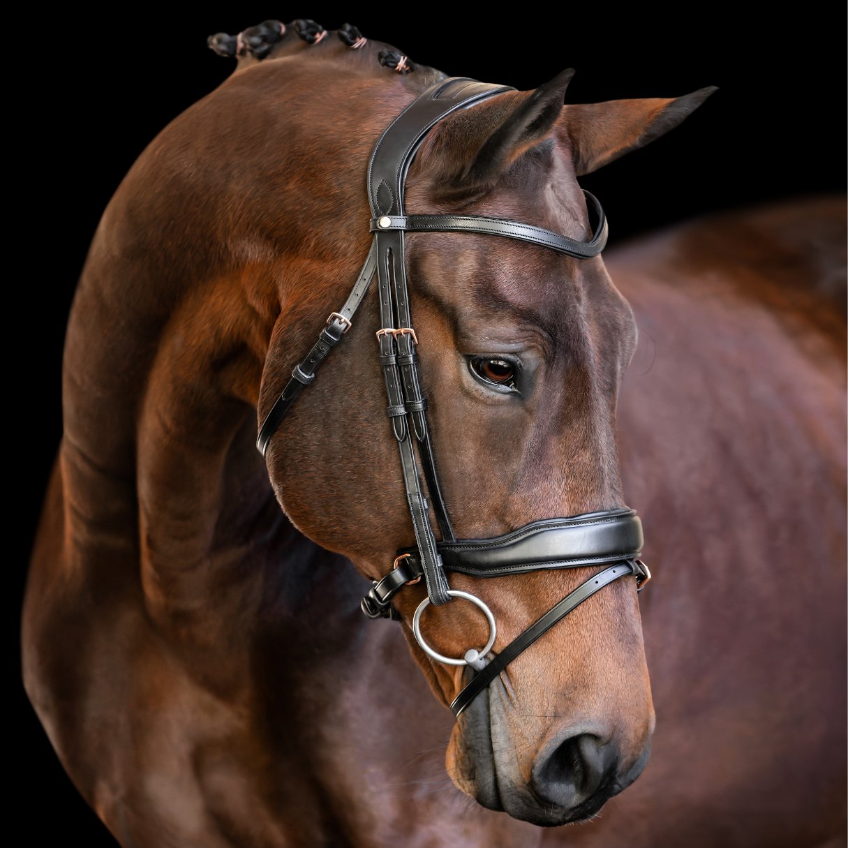 Anatomical Bridles