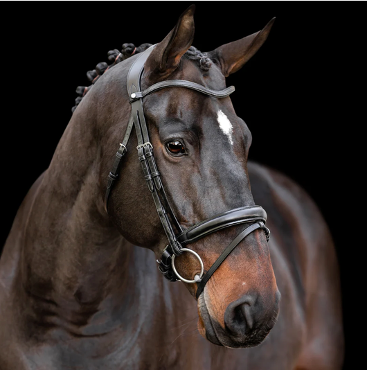 Anatomical Bridles