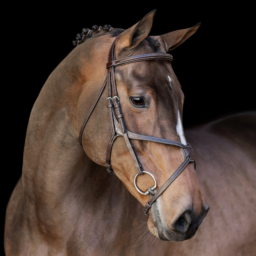 Athena Traditional Bridle