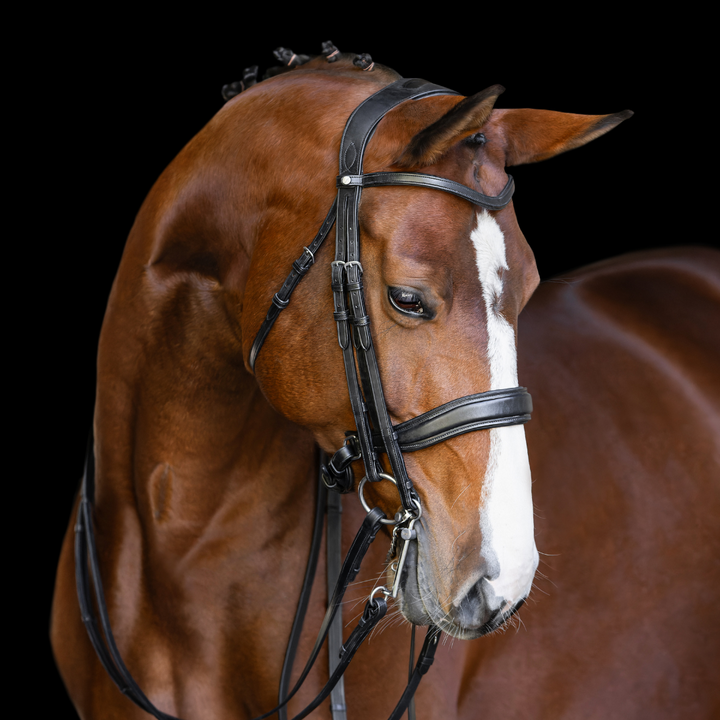 Infinity Double Bridle