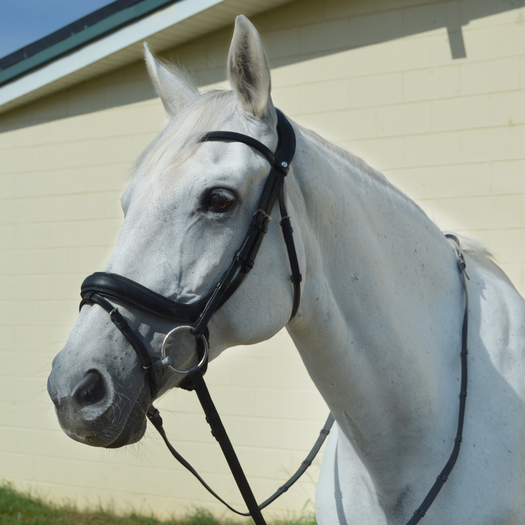 Advance Dressage Bridle