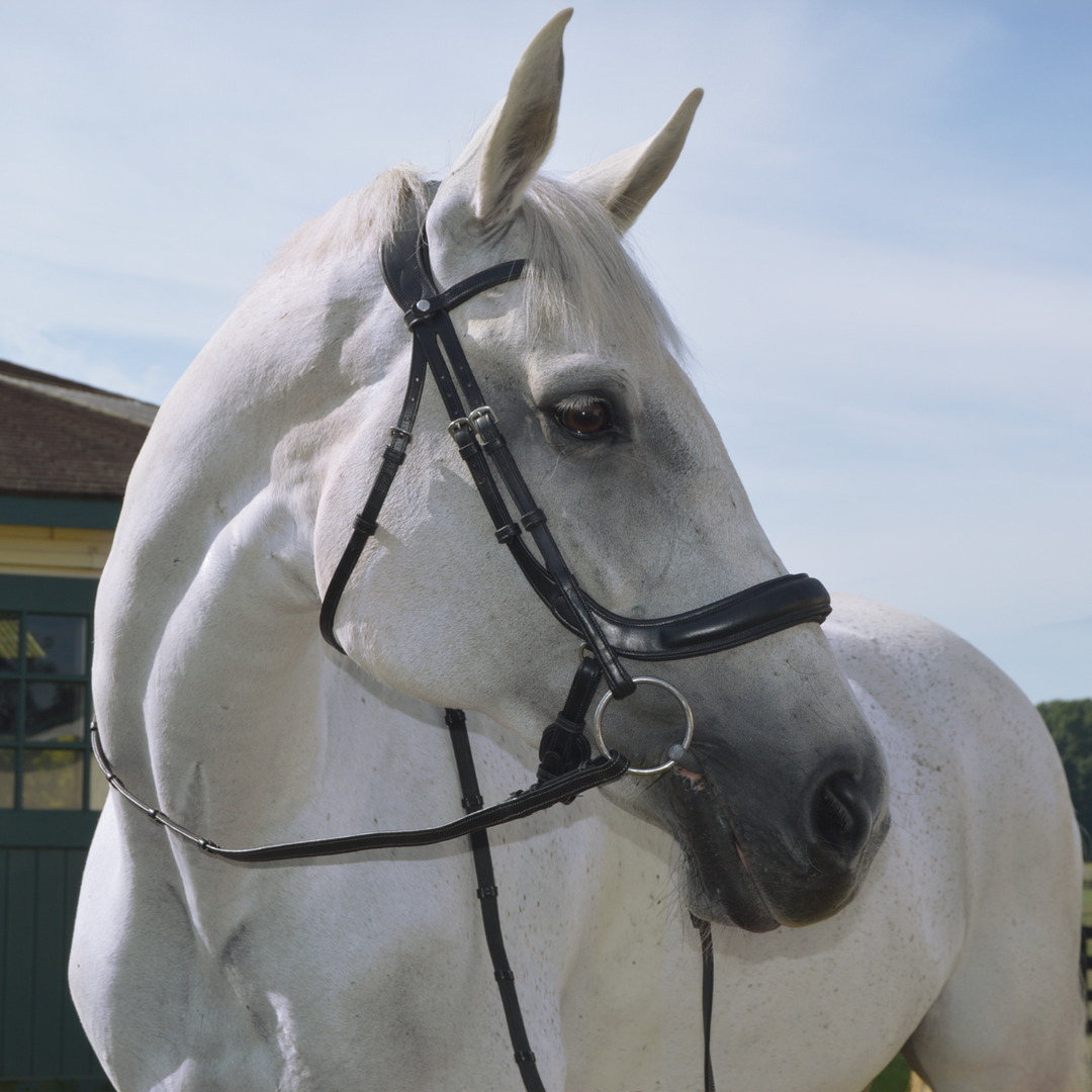 Advance Dressage Bridle