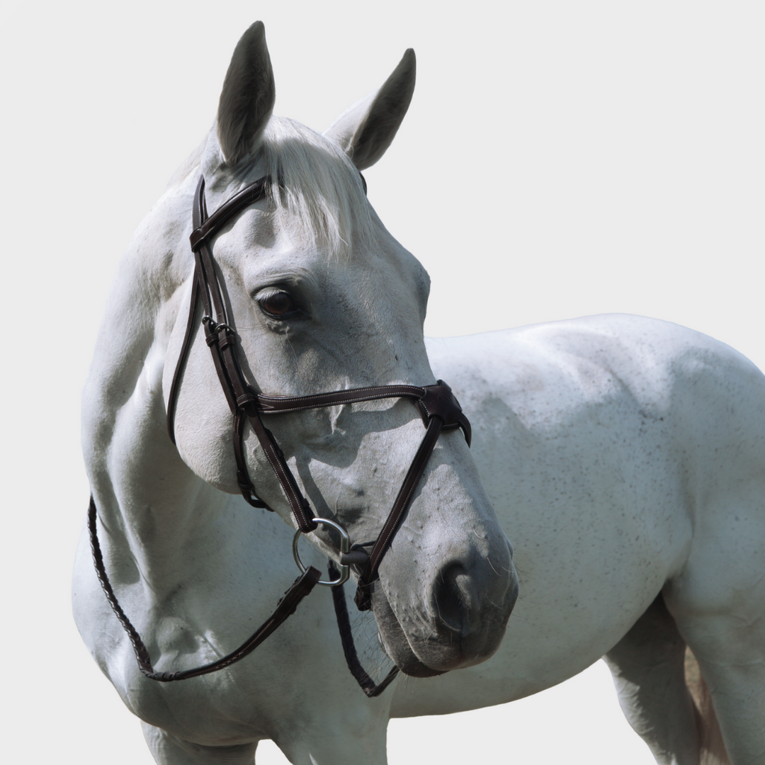 Athena Traditional Bridle