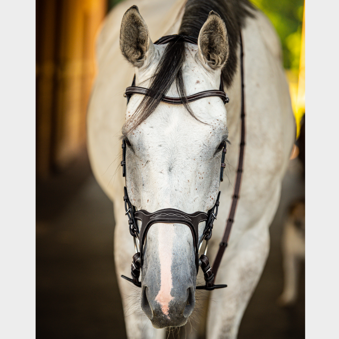 Victory Jumping Bridle