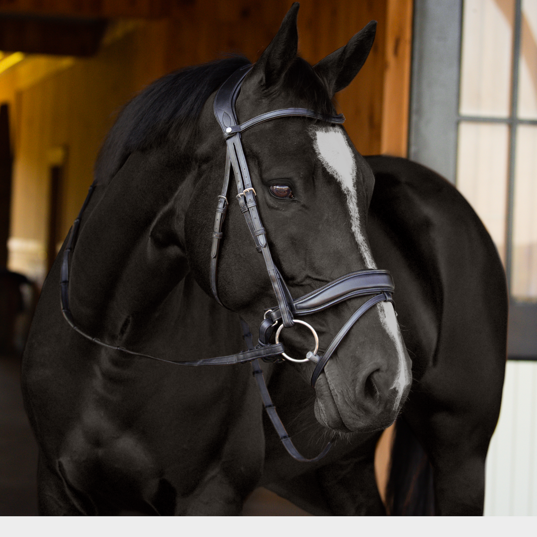 Infinity Dressage Bridle White Padding