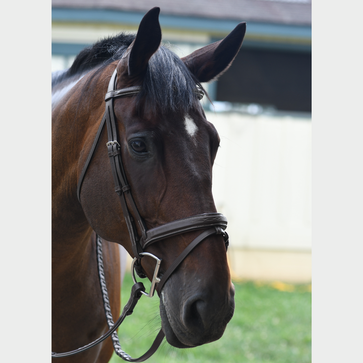 Encore Bridle w/ Removable Flash