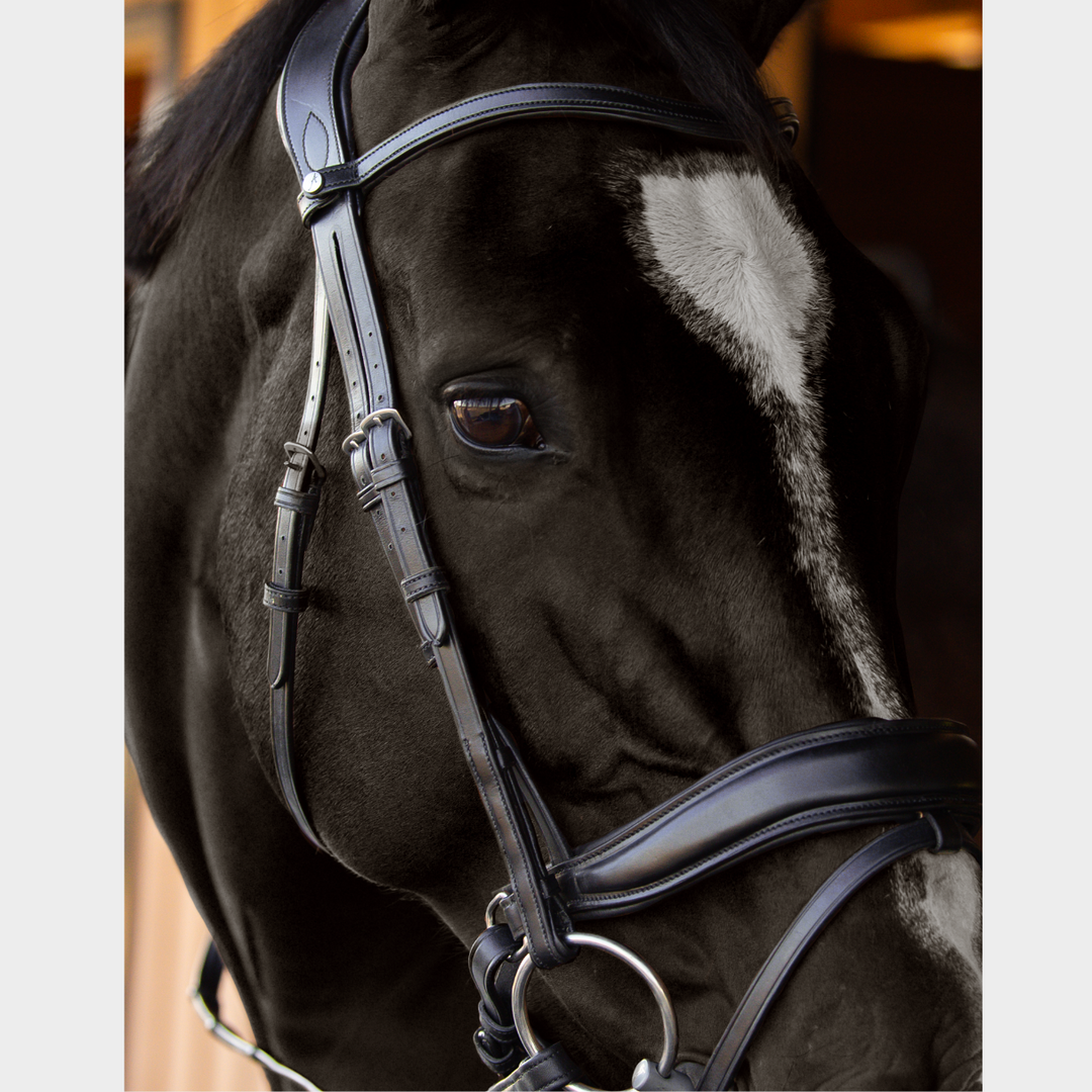 Infinity Dressage Bridle White Padding