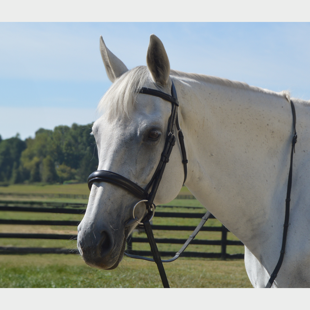 Elegance Traditional Bridle