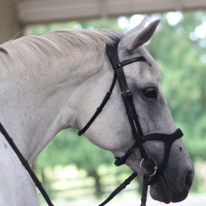 Victory Dressage Bridle