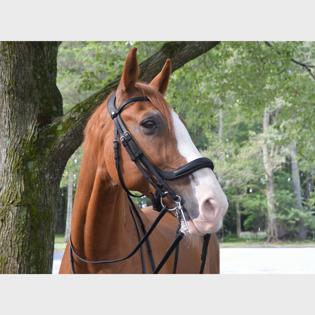 Advance Double Bridle